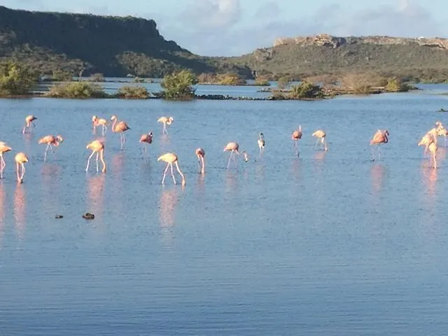Flamingo Sunsets Apartment contacts